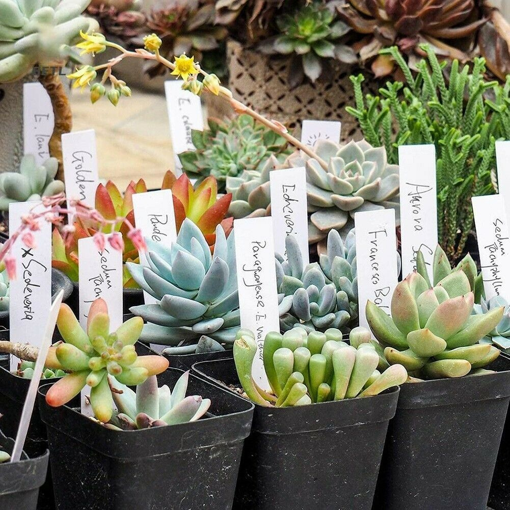 Description Picture 5 of item100pcs Plastic Plant Labels Nursery Garden Stake Tags Garden Labels Waterproof Plant Tags Plant Markers for Gardeners Greenhouse