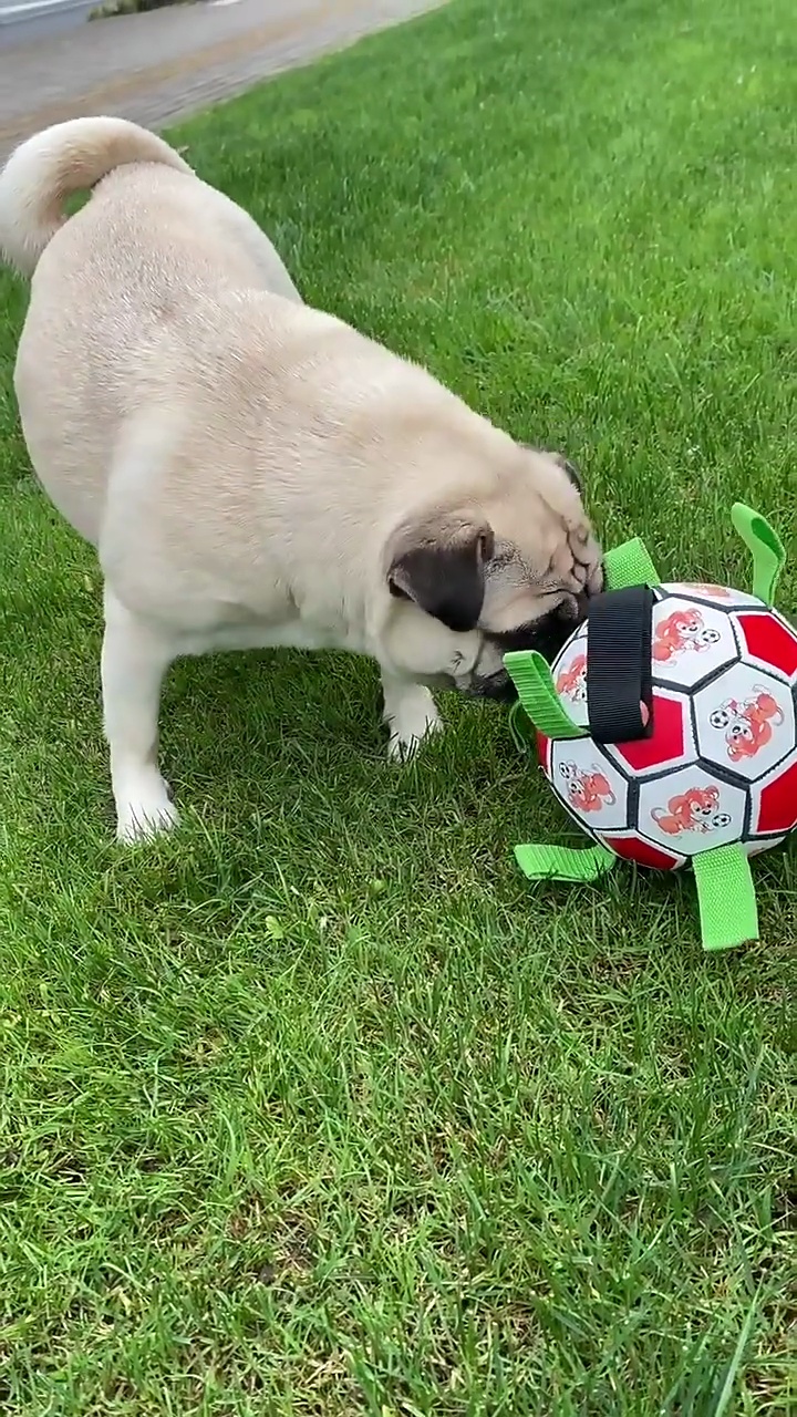 Gigicloud Pet Dog Soccer Toys With Rope Bite-resistant Chewing Toy Outdoor Multifunctional Interactive Training Toys