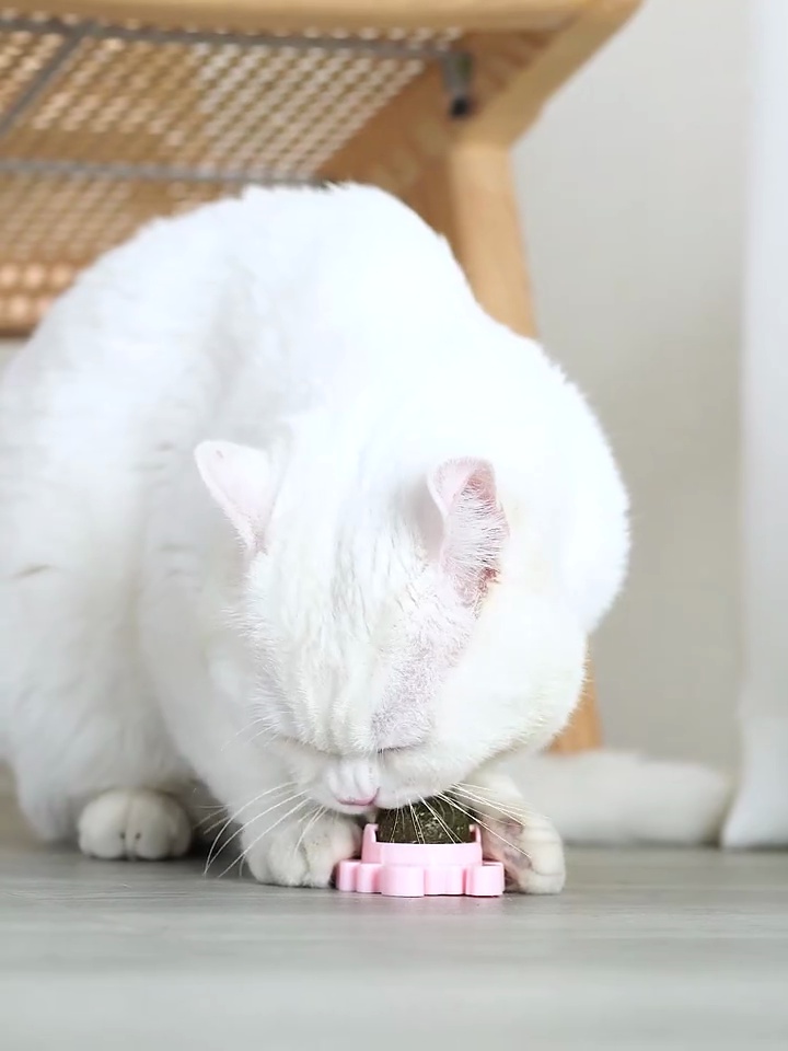 Cat Snailshaped Rotating Catnip Ball Teeth Cleaning Molar Toy Cat