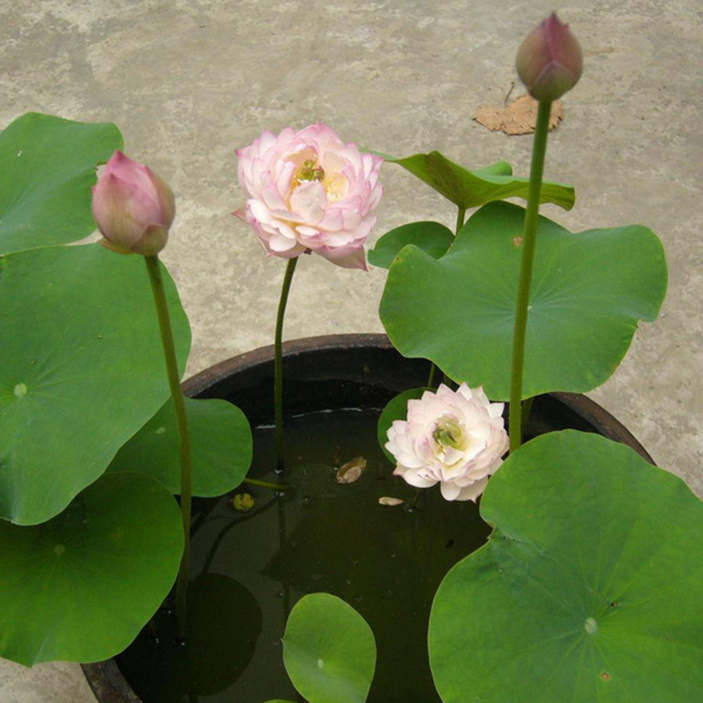 Bowl lotus seed